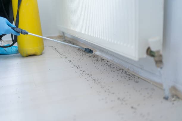 Effective Residential Pest Control: Protect Your Home with Professional Solutions