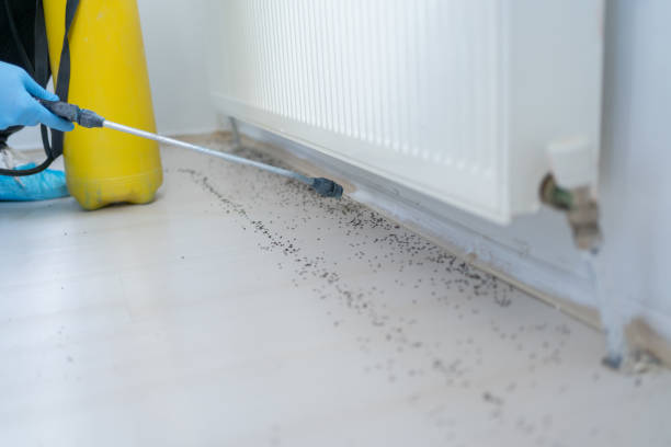 Effective Residential Pest Control: Protect Your Home with Professional Solutions #